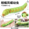 BY8053 Citrus Phoenix Butterfly larvae