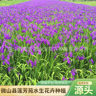 Aquatic Iris Wholesale, Aquatic Plant Evergreen Iris Planting, Self-Produced and Sold, Easy to Survive