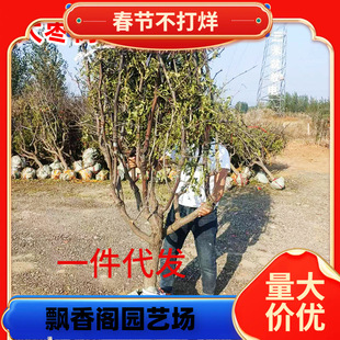 һ�����l�󗗘���玧����޽�մ���������Ǘ��Ϸ������Nֲ�ߗU��