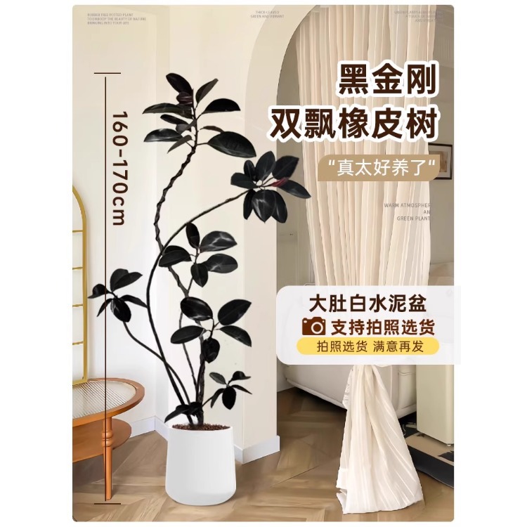 [인기추천] 이중부동가지고무나무-1.6- 1.7m -큰배백색시멘트화분-프리트레이