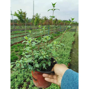 Cherry Sage 14 Two-Color Potted Florals and Green Plants Ground Cover Seedlings Chengdu Landscaping Flower Border Plants