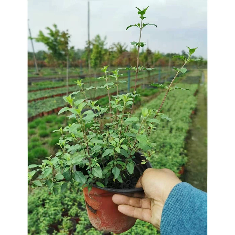 Вишневый шалфей 14 двухцветные цветы в горшках зеленая растительность саженцы Чэнду ландшафтный дизайн цветочные бордюры растения