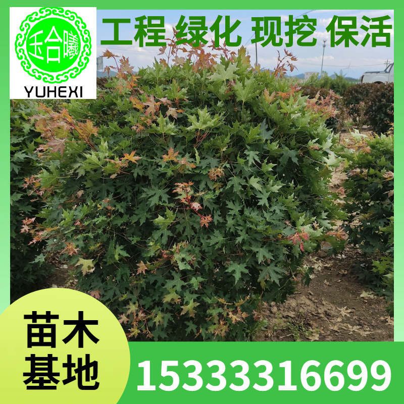 五角枫球 耐寒枫树球 园林绿化树球 园区造景坡地绿化 季节变色