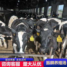 哪里有卖奶牛的 产奶量是多少农村养殖创业项目