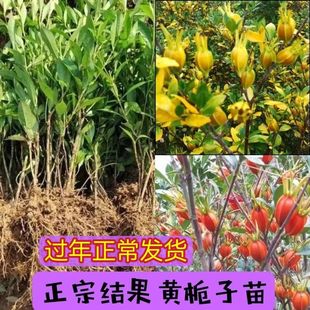 Authentic Yellow Gardenia Saplings for Balcony Courtyard Green Plants Bonsai Potted Mountain Yellow Gardenia Saplings Authentic Small Leaves