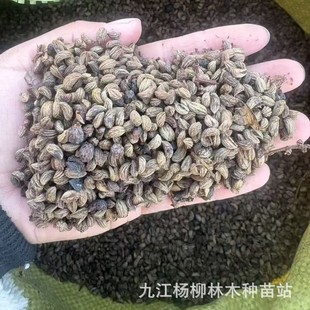 Large-Leaf Ligustrum Seeds Holly Seeds Large-Leaf Ligustrum Tree Seeds Wholesale Holly Seeds Various Forest Trees