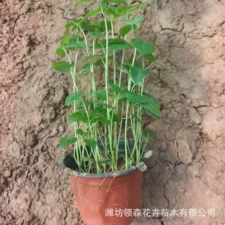 大花秋葵 大花秋葵种子 园艺绿化草花苗 秋葵花苗 大花秋葵花卉