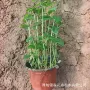 绿化大花花卉秋葵花苗