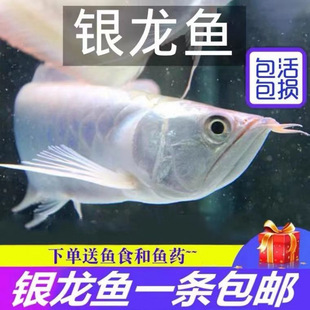 �Ꭷ�^�p�y���~���~������ؔ�����~���B�����y���~��ˮ�lؔ�~
