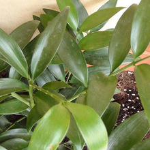 新采散装竹柏种子 盆栽地栽竹柏种子四季常青园林绿化乔木树种子