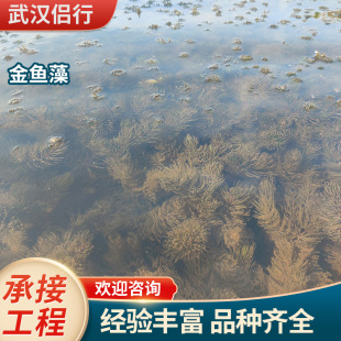 Hornwort Purifies Water Quality, Snapdragon Water Body Greening, Submersed Plants, Aquatic Product Packages, Planting and Ecological Restoration