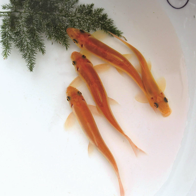 Золотой Мох мышь мох мышь очистка рыбы инструменты рыба ест мусор водоросли мусор крыса рыба Пресноводные Тропические декоративные рыбы