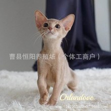 宠物猫咪活体出售阿比西尼亚猫咪小鹿阿比猫活体蓝阿比原始色阿比