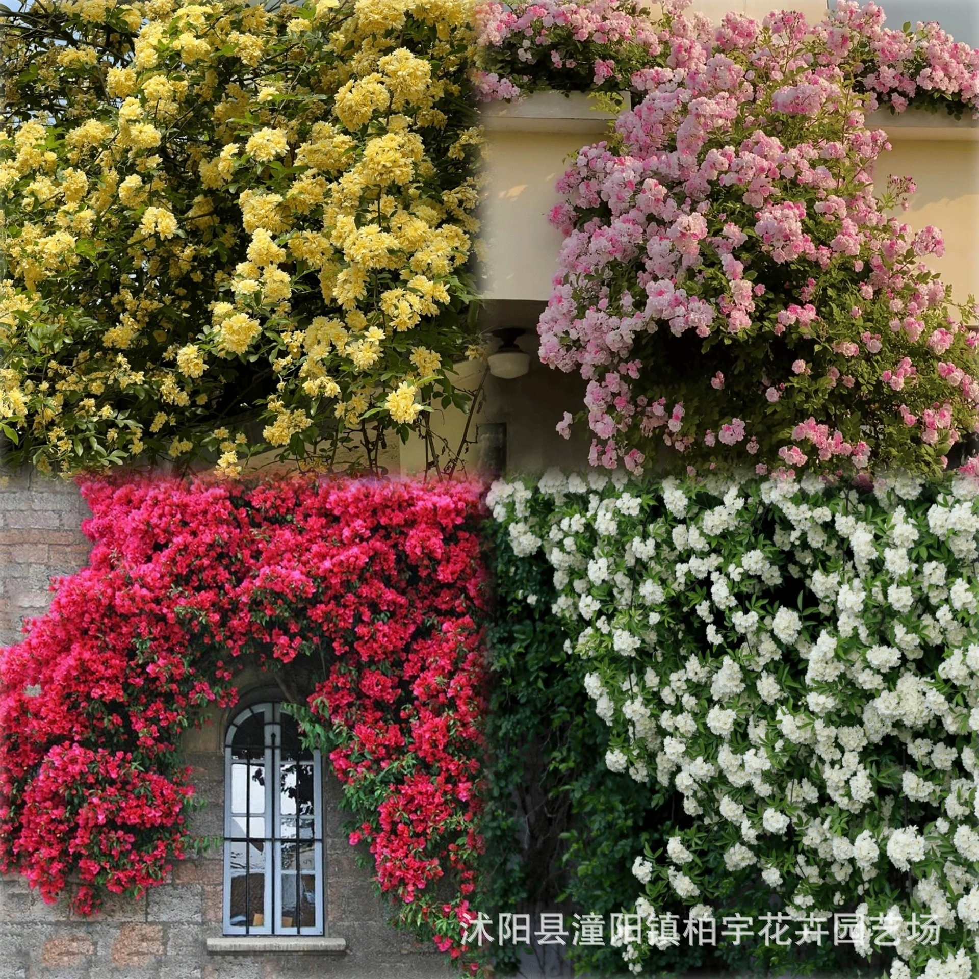 [Трансграничная поставка] Семена ароматных семян желтого дерева, семена ароматных семян красного дерева, семена цветов четырехсезонного вьющегося растения на внутреннем дворике и балконе