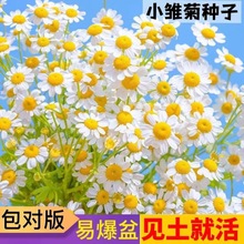 小雏菊种子洋甘菊花种子四季开花好养易活花海组合种子花装饰花