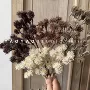 家居秋色摄影板栗果插花