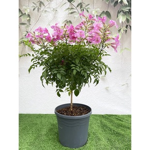 һ�����l��ɫ����������������ͥԺ�̨��Ԯ����ֲ�ﻨ�ܾGֲ��