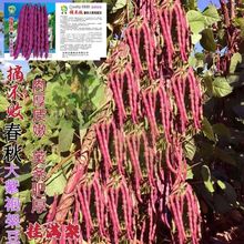 ժ϶Nϼtܿǲ˶ļ߲˷NƷ|ô߮a