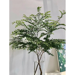 ���И�ˮ��Gֲ���r��֦�R��ľƽ��͏d�����b����B��