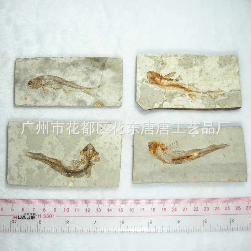 天然辽西狼鳍鱼化石 远古生物动物标本 博物馆同款收藏鱼化石原石-阿里巴巴