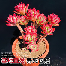 ����t��ɏ����ֲ����w���B�҃������������ϡ��Ʒ�N����С����