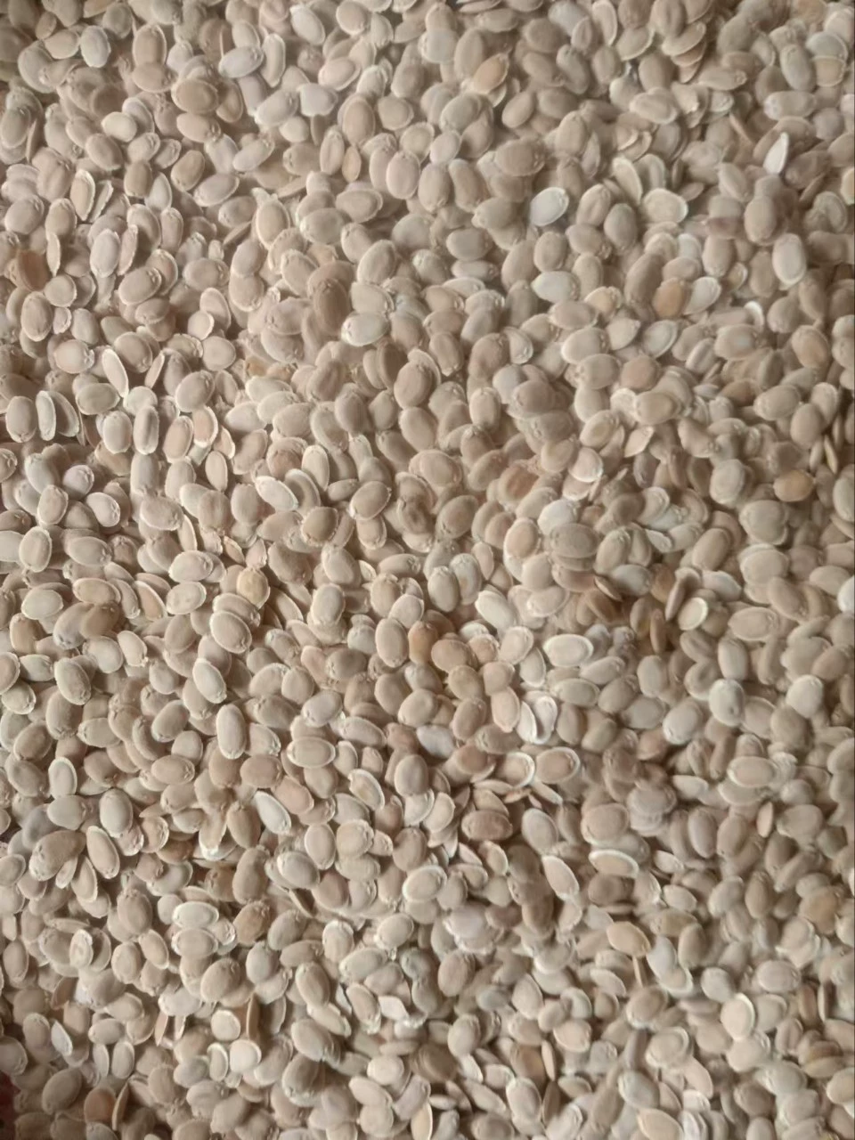 В наличии большие объемы семян люфы для медицинских и промышленных целей по выгодным ценам для оптовых закупок.