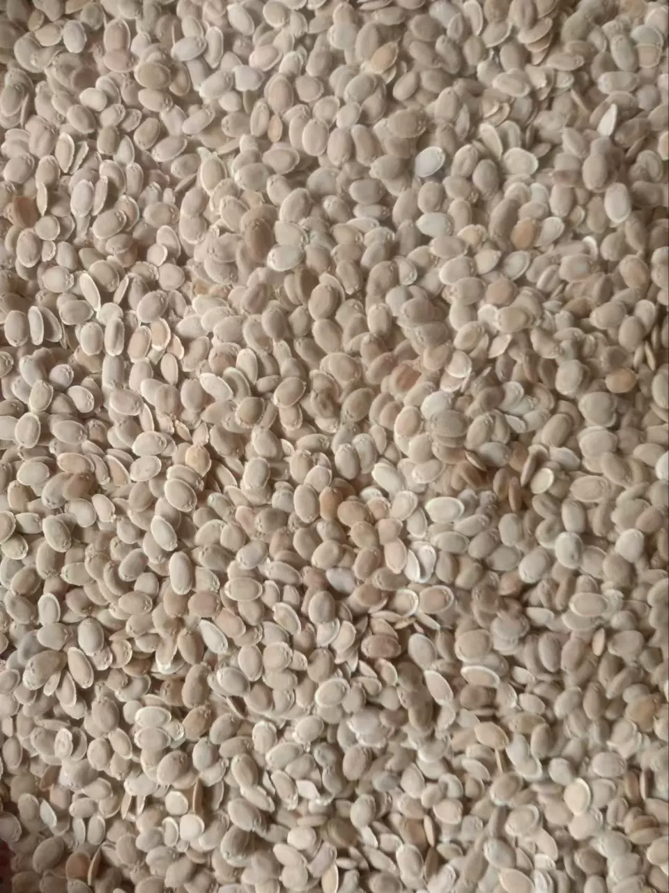 大量出售库存丝瓜籽药用丝瓜籽加工用丝瓜子量大从优商用散装天然