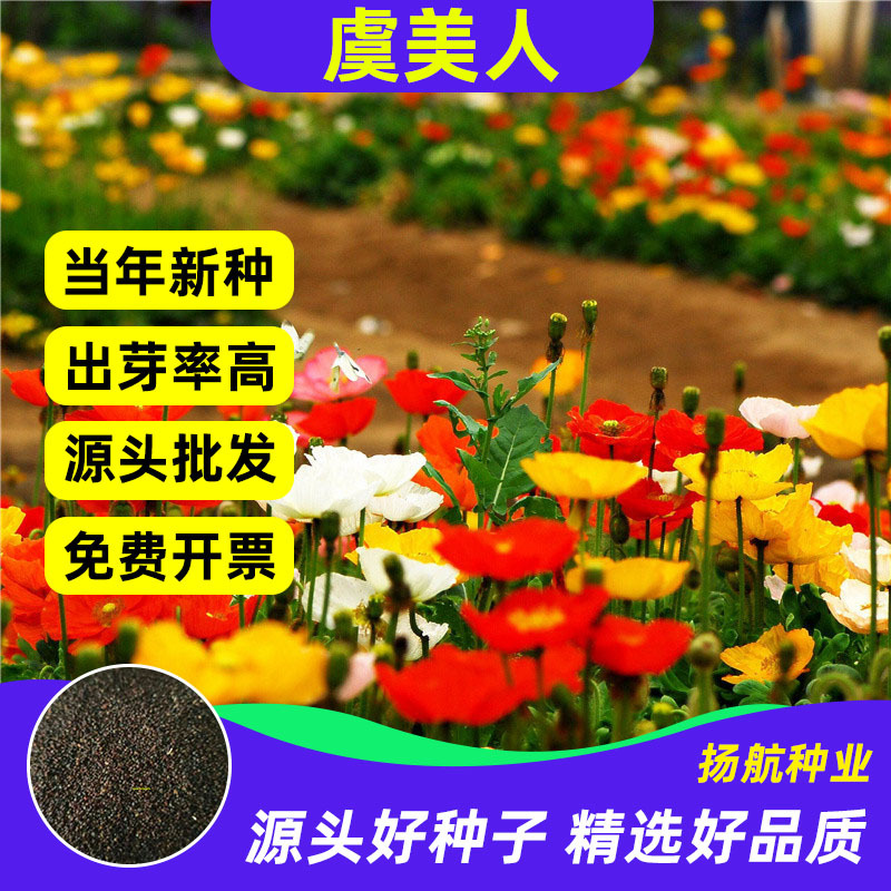 东方虞美人花种籽冰岛虞美人阳台庭院花坛混色多年生耐寒花卉种子