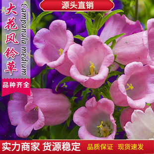 �L⏲ݻ��N���Ӷ������޸��L⏻��ļ��׷N����ͥԺ�̨�����ﲥ��