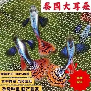 Purebred Big-Eared Mosaic Guppy Premium Pregnant Mother about to Give Birth Big-Bellied Tropical Fish Ornamental Fish Easy to Raise Clearance Sale
