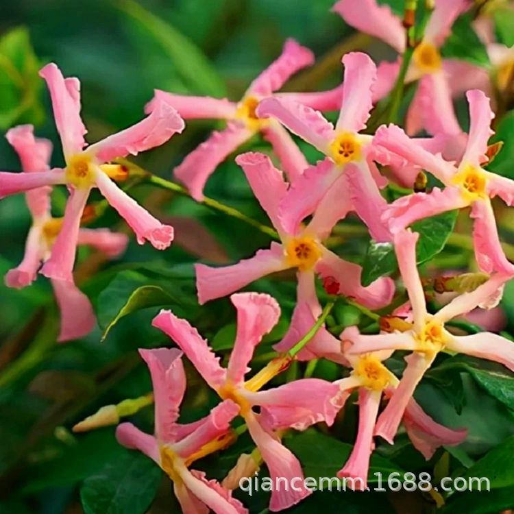 Розовая ветряная мельница Жасмин Желтая ветряная мельница Вьющихся растений Двор Крытый и открытый балкон Ротанг Цветы в горшках Морозостойкие