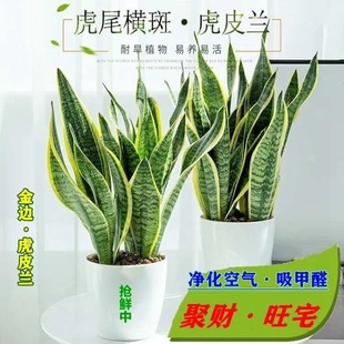 Phnom Penh Tiger Orchid Potted Plant Removes Formaldehyde, Tall and Short Living Room Green Plants, Succulents, Radiation Protection