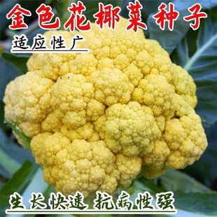 �Sɫ��Ҭ�� �˻��N�� ϡ����ɫ���Sɫ�߲�Ʒ�N