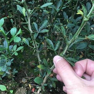 ���|�ך��������� �ɼ޽��ָ̳��� ͥԺ�o�ڇ��@�h�ʠ�����ֲ��