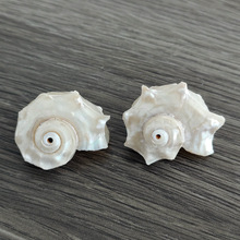 天然贝壳海螺荧光海马螺鱼缸水族装饰品摆件白色粉色寄居蟹替换壳