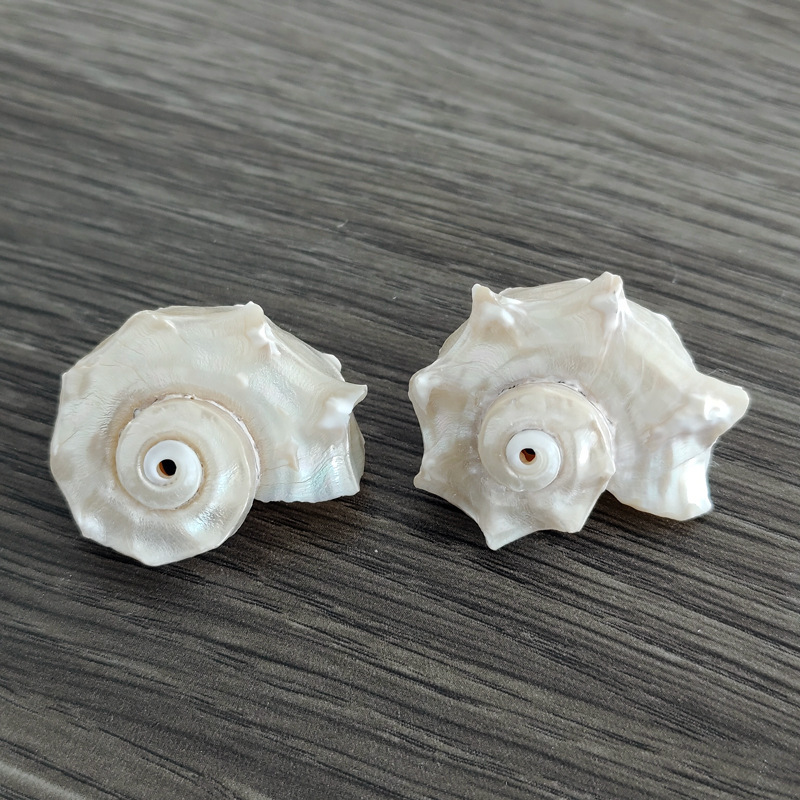 Natural Shell Conch Fluorescent Seahorse Shell Aquarium Decoration Ornament White Pink Hermit Crab Replacement Shell