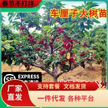 һ�����l܇���Ә����ش���Ҙ��ϱ����Nֲ����Y������Լ޽Ӱ���