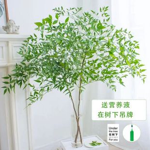 ������ˮ���҃Ⱥ��Bֲ����R�R��ľƽ��Gֲܛ�b�G���������r��֦