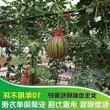 新疆长方形葡萄架子包塑钢管百香果爬藤支架豆角黄瓜庭院园艺