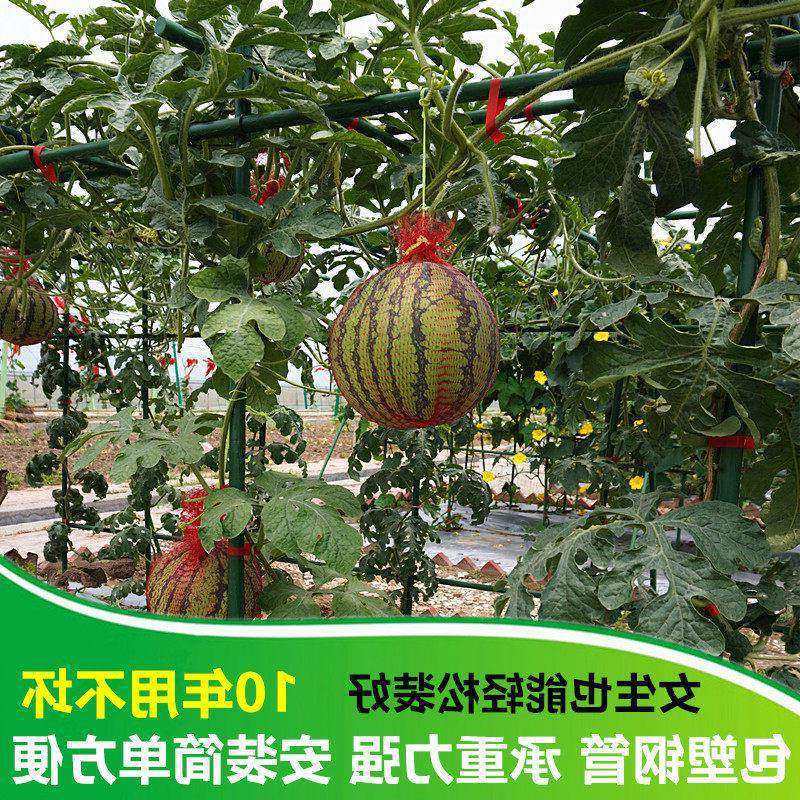 新疆长方形葡萄架子包塑钢管百香果爬藤支架豆角黄瓜庭院园艺
