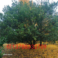 15到18公分桔子树沙糖桔树广西桂林桔子树沙糖桔树