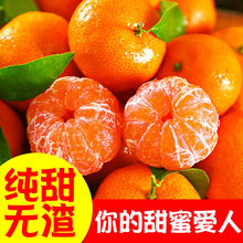 沙糖桔批發砂糖橘新鮮水果當季甜南豐蜜桔金秋小沙糖橘子整箱10斤