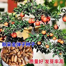 批发新采收金弹子种子老鸭柿鸡血红葫芦果树种子绿化观赏盆栽