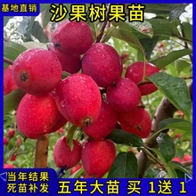 ɳ�������޽Ӷ��t���u�Ĺ��������箔��Y�����Ե����ϱ����Nֲ