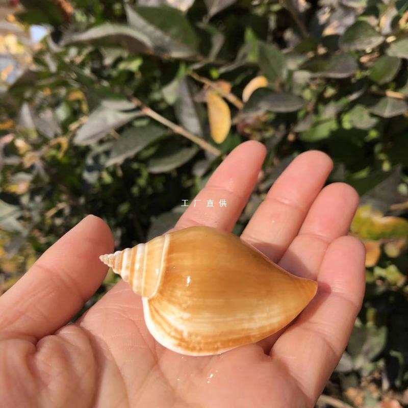 Natural conch shell yellow white mouth crystal Phoenix snail…