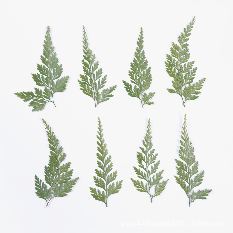 绿乌蕨 干花压花押花美甲美妆材料 天然真花植物标本滴胶手工材