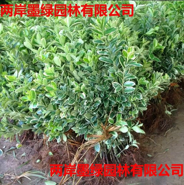 黄杨金边黄杨苗冬青苗_主图01