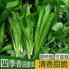 油麦菜散装种子 农田菜地盆栽种植 早熟绿油麦菜籽