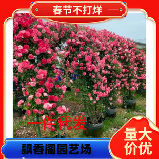 һ�����l��ɫ�_���������¼��Nޱ�����ٱ��¼��ش��ļ��_������
