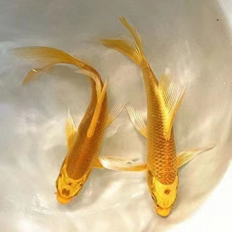 황금 잉어 2마리 15-17cm